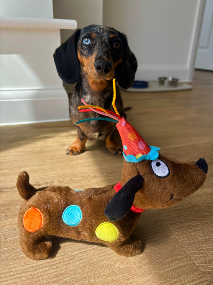 Birthday Sausage Dog in Party Hat Toy