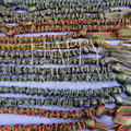 A close-up of multiple strands of black striped elastic cord trim with red, blue, and yellow accents, laid out horizontally on a light blue background. A semi-transparent watermark reading 'the happy go lucky dog company' is visible across the centre. Showing Arctic Wolf Adventure Lines