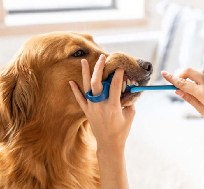 Easy teeth brushing with bite block