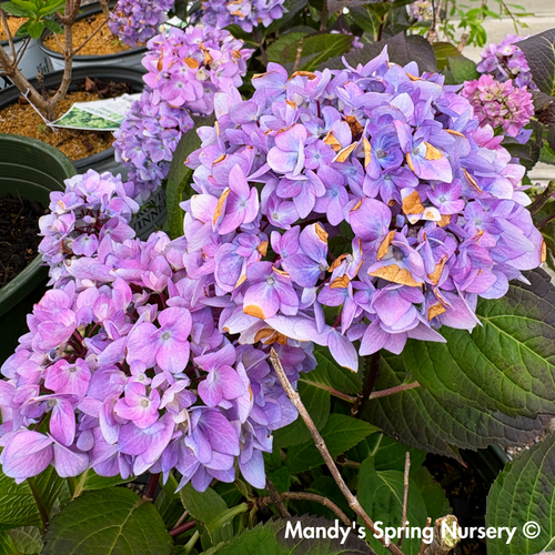 'Blue Enchantress®' Hydrangea | Hydrangea macrophylla