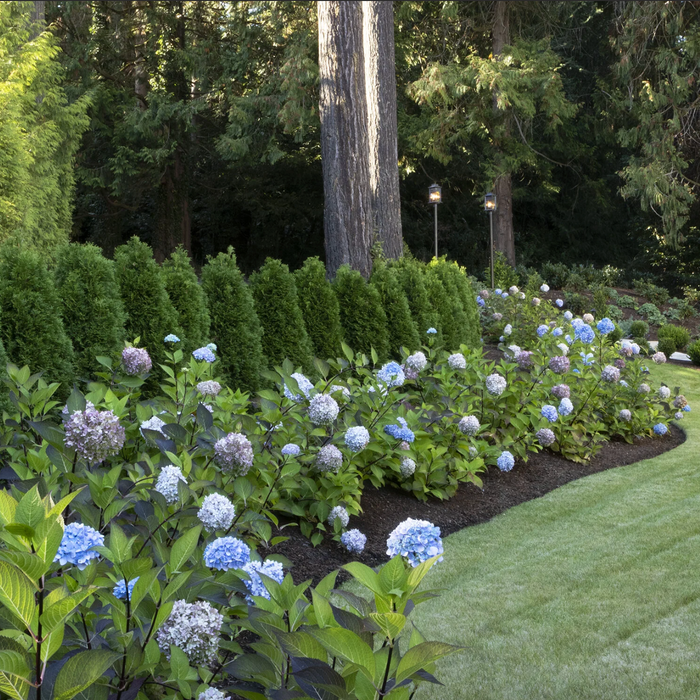 'Blue Enchantress®' Hydrangea | Hydrangea macrophylla