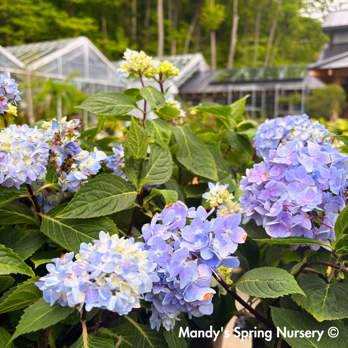 'Blue Enchantress®' Hydrangea | Hydrangea macrophylla