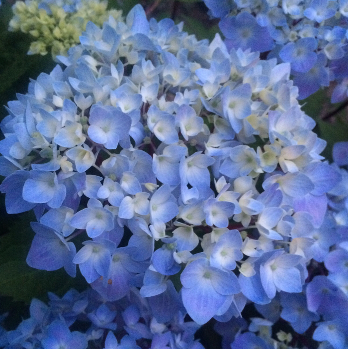 'Blue Enchantress®' Hydrangea | Hydrangea macrophylla