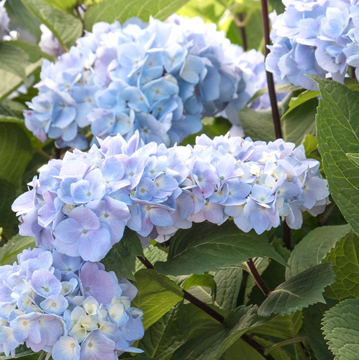 'Blue Enchantress®' Hydrangea | Hydrangea macrophylla