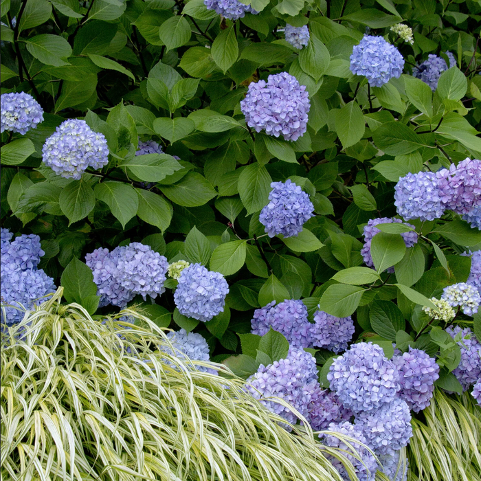 'Blue Enchantress®' Hydrangea | Hydrangea macrophylla