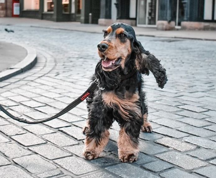 Halti Training Dog Lead