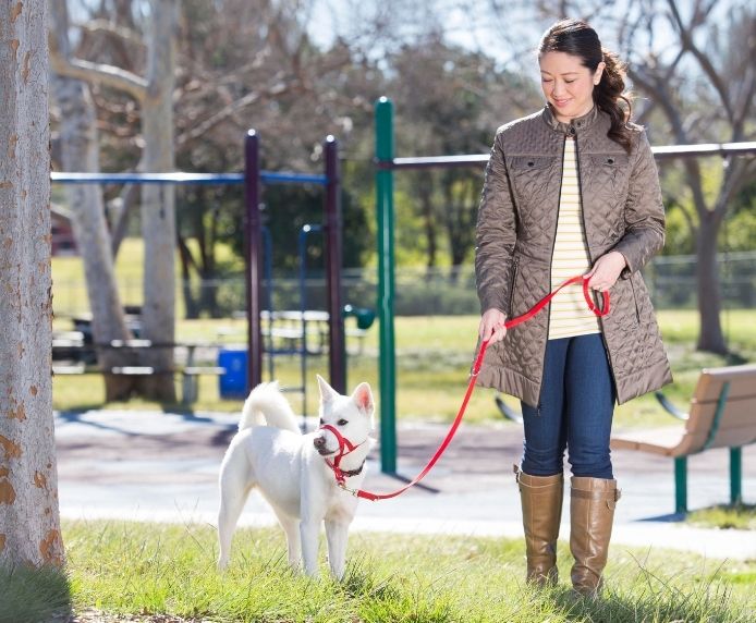 Halti Training Dog Lead