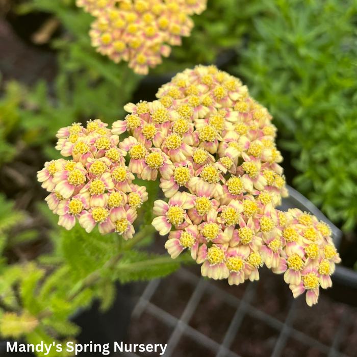 'Desert Eve™ Terracotta' Yarrow | Achillea millefolium Monrovia