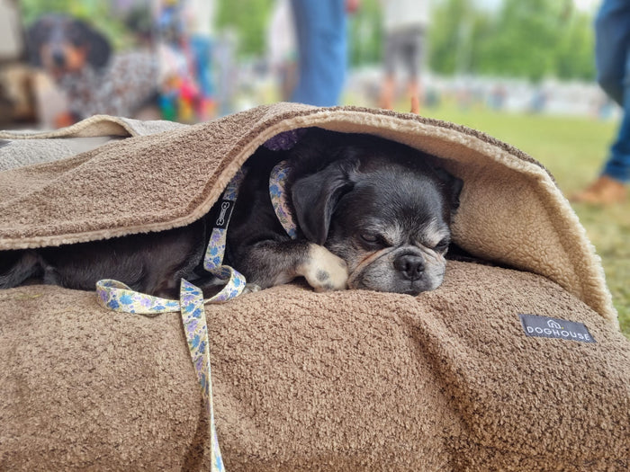 Small / Mocha