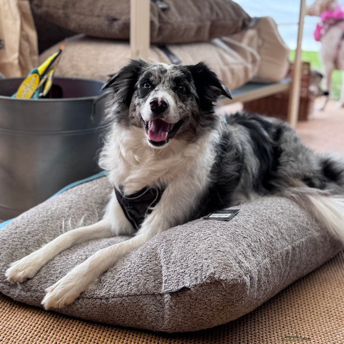 Doghouse Chenille Bed Pad for Dogs