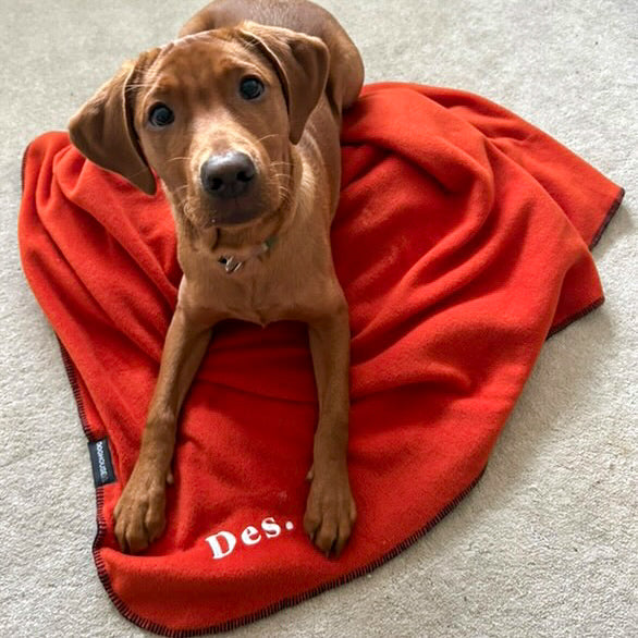 Doghouse Double-Lined Stitch Blankets for Pets - DOGHOUSE