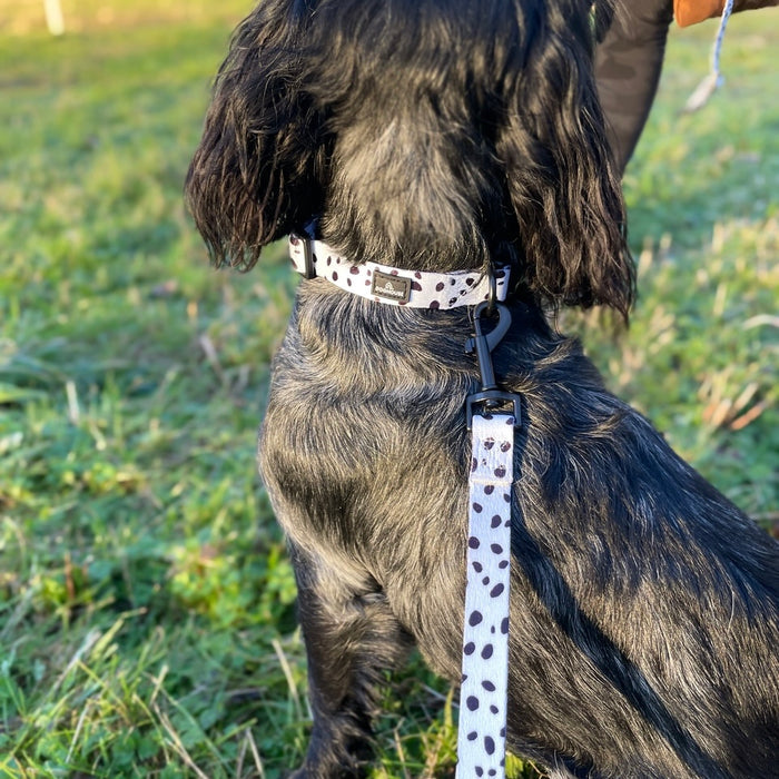 Doghouse Everyday Comfort Dog Lead in Dalmatian Spot - DOGHOUSE