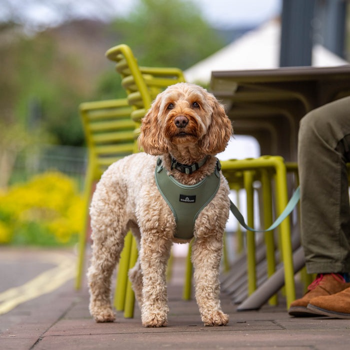 Doghouse Everyday Comfort Harness in Olive Green - DOGHOUSE