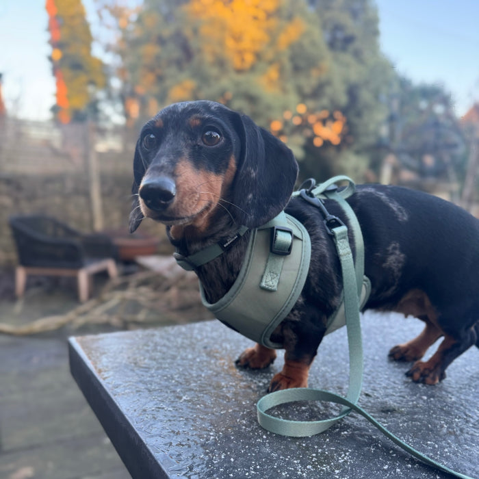 Doghouse Everyday Comfort Dog Harness in Olive Green