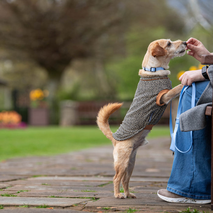 Doghouse Terrier Clothing for Dogs