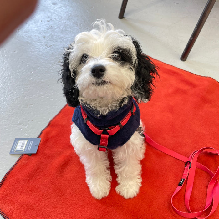Doghouse Everyday Essential Harness in Red - DOGHOUSE