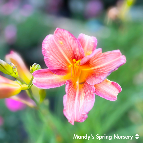 'Endlessly® Coral' Reblooming Daylily | Hemerocallis