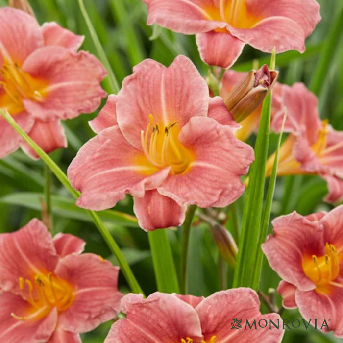 'Endlessly® Coral' Reblooming Daylily | Hemerocallis