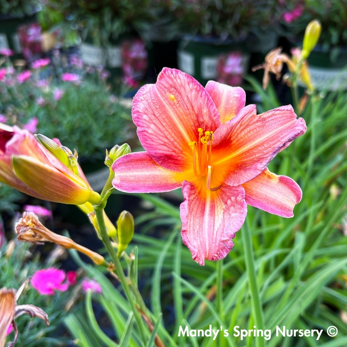 'Endlessly® Coral' Reblooming Daylily | Hemerocallis