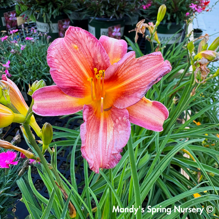'Endlessly® Coral' Reblooming Daylily | Hemerocallis