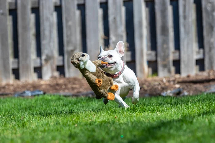 Fluff & Tuff Harry Otter - DOGHOUSE