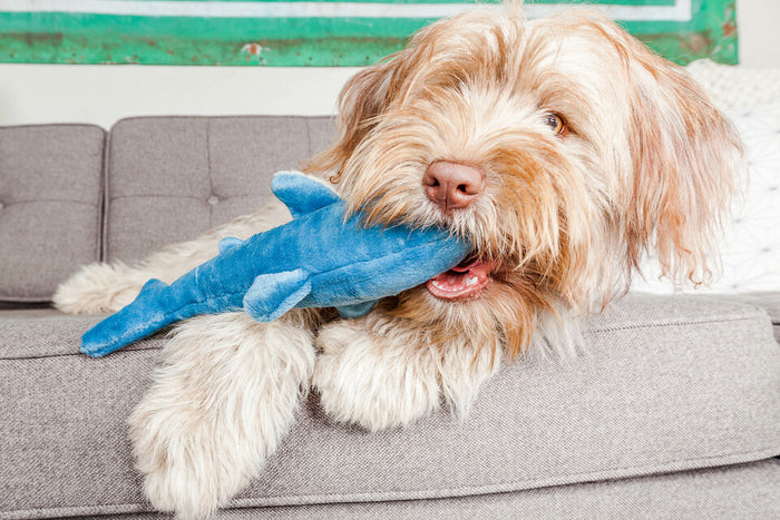 Fluff & Tuff Tank Shark - DOGHOUSE