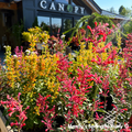 'Kudos™ Coral' Hummingbird Mint | Agastache