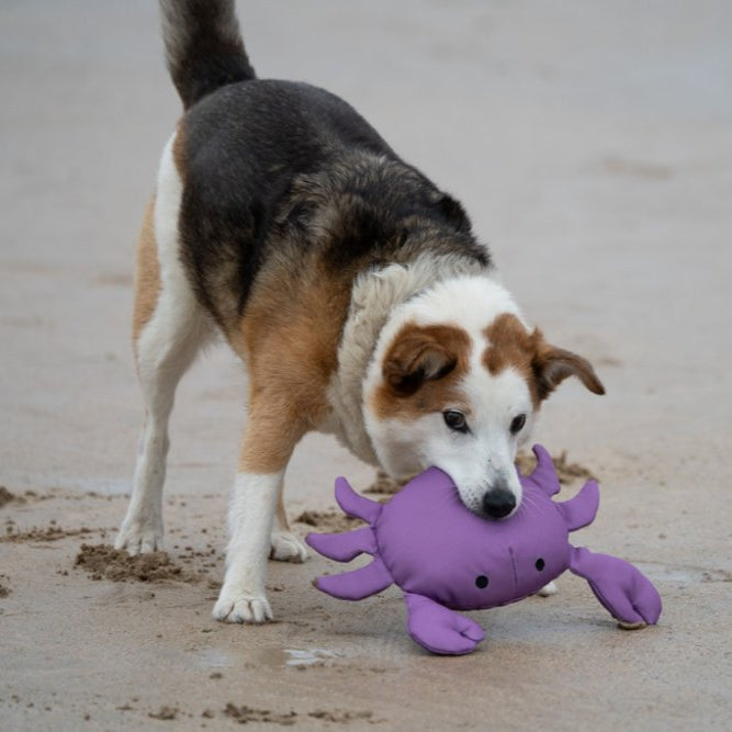 PetFace Planet OceanCycle Callum Crab Dog Toy