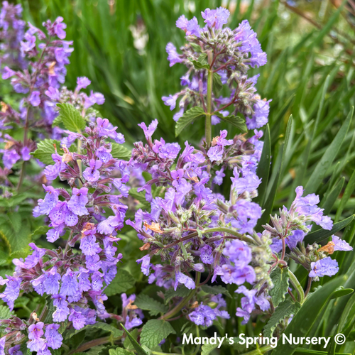 'Picture Purrfect' Catmint | Nepeta - Monrovia