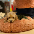 Relaxation Anti-Anxiety Donut Dog Beds - DOGHOUSE