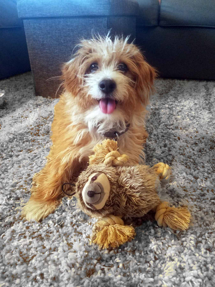 Steel Dog Sloth Roper Dog Toy - DOGHOUSE