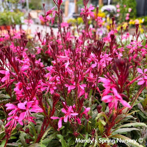 'Steffi™ Dark Rose' Gaura | Gaura lindheimeri