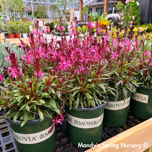 'Steffi™ Dark Rose' Gaura | Gaura lindheimeri