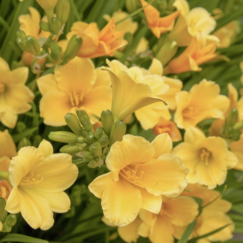 'Stella de Oro' Daylily | Hemerocallis Monrovia
