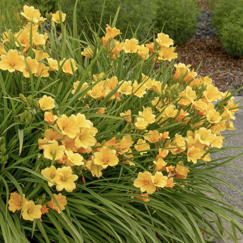 'Stella de Oro' Daylily | Hemerocallis Monrovia