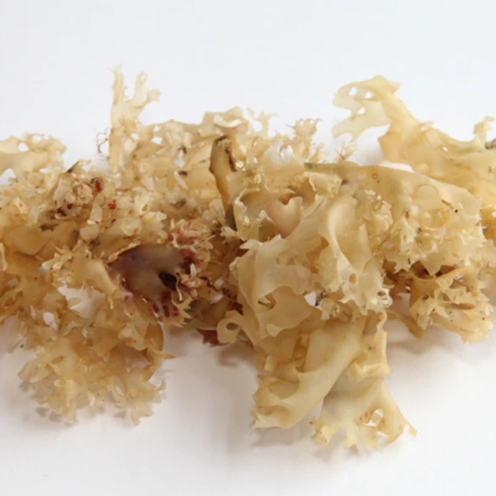 The Cornish Seaweed Company Organic Irish Moss 20g