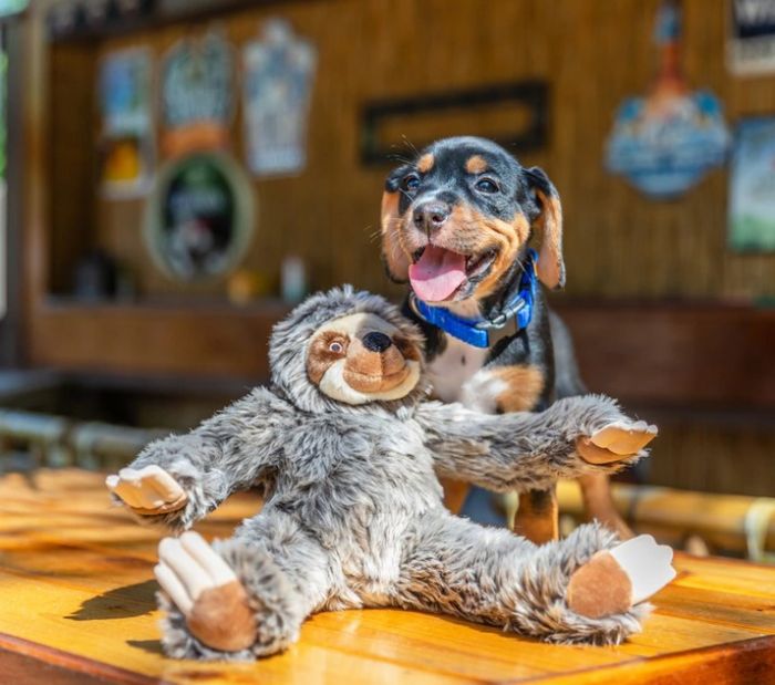 sloth dog toy