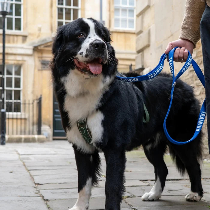 Twiggy Tags Awareness Close Control Lead - Nervous, Training or Friendly - DOGHOUSE